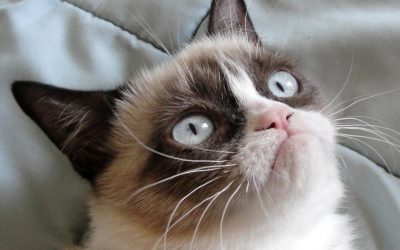 Les memes dans votre stratégie marketing. 