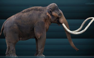 Mastodon : le nouveau Twitter ?